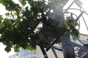 雁江供電公司修理10kV中晶二線上樹枝，變身“伐木工”