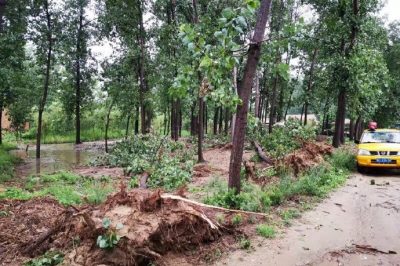 沛縣供電公司搶修受損線路，及時(shí)消缺安全隱患