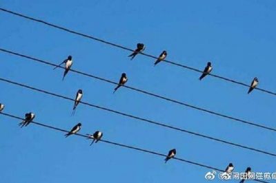 小鳥站在高壓電線上，不怕電？
