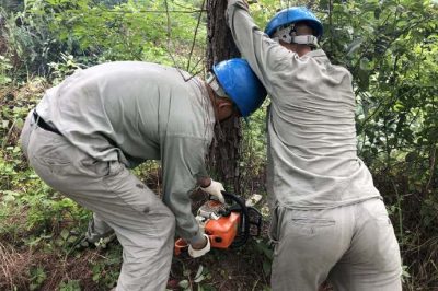 林木尖尖角，為何要砍掉？